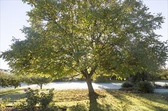 Early morning sun shining through leaves of walnut tree with frost on grass lawn in ruralgarden,
