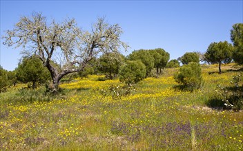 Countryside landscape of wildflower meadow and pine and oak trees in springtime, near Castro Verde,