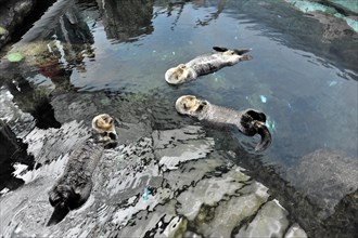 Sea otter, Kalan or sea otter (Enhydra lutris), in the Oceanario, Parque das Nacoes, Nacoes, Park