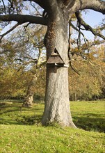 Owl box mounted on oak tree trunk, Shottisham, Suffolk, England, UK