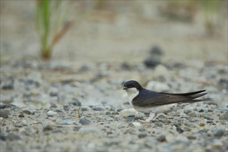 Common house martin (Delichon urbica) on the ground, Zicksee, St. Andrae, Seewinkel, Lake Neusiedl,