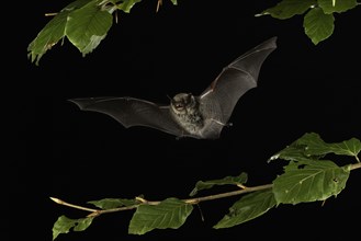Lesser whiskered bat (Myotis mystacinus) in flight, Lower Saxony, Germany, Europe