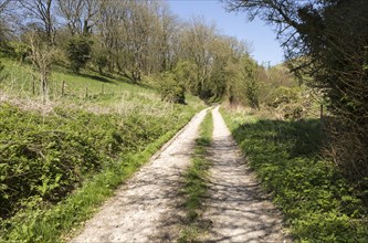 Track running uphill through chalk hillside, Gopher Woods, Huish, Vale of Pewsey, Wiltshire,