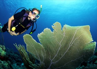 Diving in the Caribbean, Coral, Caribbean, Central America