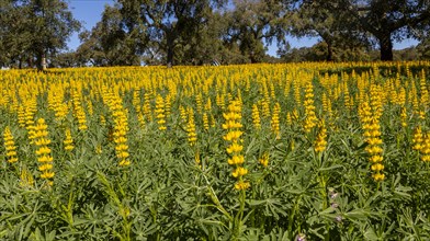 Yellow flowers of lupin plants, Lupine Albus in a field with cork oak trees, Quercus suber, near