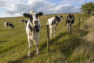 Holstein Friesian cattle calves grazing on chalk grassland at Heddington, Wiltshire, England, UK
