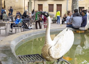 Swan in water fountain pond of main square, village of San Vicente de la Sonsierra, La Rioja,