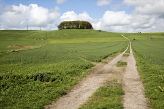 Path leading towards chalk scarp slope at Furze Knoll, Morgan's Hill, Marlborough Downs, Wiltshire,