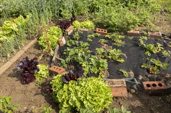 Vegetable growing summer allotment gardens, Shottisham, Suffolk, England, Uk