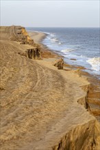Soft crumbling cliffs coastal erosion near Benacre, North Sea coast, Suffolk, England, UK