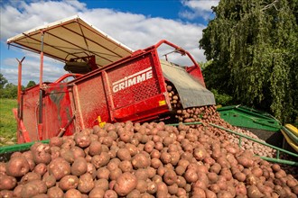 Agriculture harvest of industrial potatoes in the Palatinate. In contrast to table potatoes, these