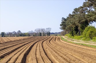 Furrows in sandy soil in field in Suffolk Sandlings farmland, Sutton, Suffolk, England, UK