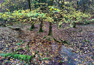 Hute forest in the Solling-Vogler nature park Park in autumn, Nienover, Bodenfelde, Northeim