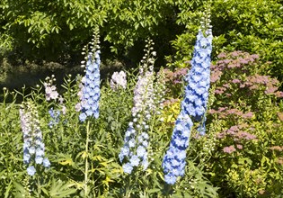 Blue and pink delphiniums flowers in country garden, Cherhill, Wiltshire, England, UK