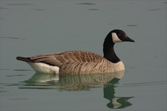 Canada goose (Branta canadensis), swimming, reflection in water, distortion, distorted, mirror