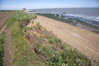 Mass movement collapse of soft cliffs due to coastal erosion at East Lane, Bawdsey, Suffolk,