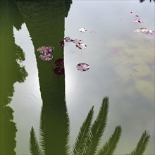 Water lily leaves on a pond, shadow cast by a palm tree, symbolising silence, contemplation,