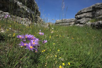 European michaelmas daisy (Aster amellus) in grass meadow with rock formations, blurred,