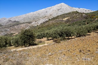 Olive trees near village of Aldea de Guaro, Periana, Axarquia, Andalusia, Spain limestone mountains