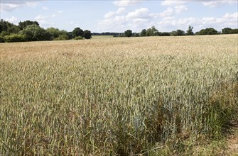 Wheat field rolling countryside summer landscape, Sutton, Suffolk, England, UK