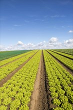 Rows of lettuce crop growing in field, near Butley, Suffolk, England, UK