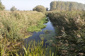 Drainage river channel Minsmere New Cut, wetland landscape at Eastbridge, Suffolk, England, UK