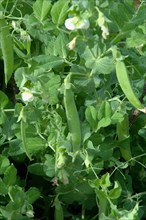 Green pea pods hang from the plant amidst lush greenery and curling tendrils