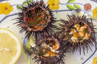 Sea Urchin, Paracentrotus lividus, prepared for eating with half a lemon on a plate, Atlantic