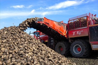Sugar beet harvest in the Palatinate: The large mountains full of sugar beet at the edge of the