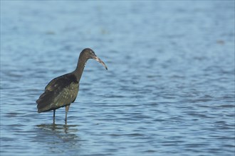 Glossy ibis (Plegadis falcinellus), water, standing, Scamandre, Camargue, France, Europe