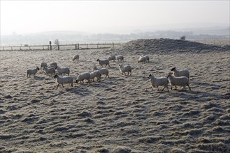 Sheep grazing frosty Windmill Hill, a Neolithic causewayed enclosure, near Avebury, Wiltshire,