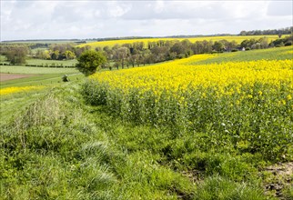 Yellow flowering oil seed rape crop growing on Salisbury Plain, near Orcheston, Wiltshire, England,