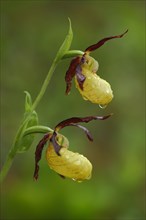 Yellow lady's slipper orchid (Cypripedium calceolus), two, water droplets, detail, nature
