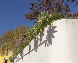 Succulent cactus plants growing over whitewashed wall of public park garden, Tavira, Algarve,