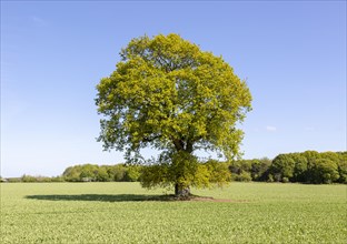 Single oak tree standing in arable field in early summer, Ramsholt, Suffolk, England, UK