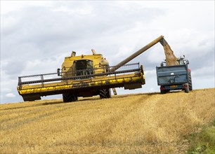 Combine harvester in feed loading trailer with grain, Chisbury, Wiltshire, England, UK