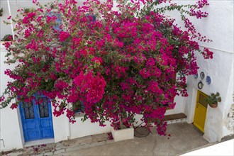 Red flowers of bougainvillea plant, Nyctaginaceae, village of Nijar, Almeria, Spain, Europe