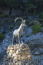 Goat sculpture at Mirador Miguel Alvarez, Area Recreativa El Alcazar, Alcaucin, Axarquia,