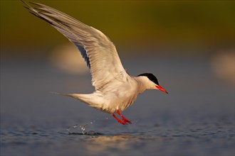 Common Tern (Sterna hirundo), flying over water, Danube Delta Biosphere Reserve, Romania, Europe