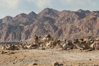 A group of camels resting in a rocky desert with mountains on background. Egypt, the Sinai