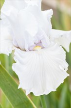 Beautiful white iris flower bloom in the garden. Close up, fragility and summer concept