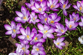 Purple crocuses germinate in the spring in the garden. Symbol of spring