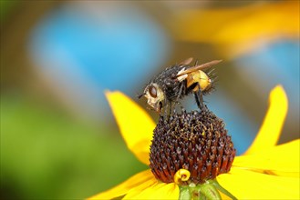 Hedgehog fly (Tachina fera), collecting nectar from a flower of the yellow coneflower (Echinacea