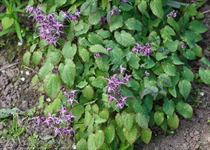 Purple barrenwort (epimedium) flourishing in the garden