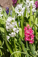 Hyacinth in the spring garden