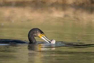 A great cormorant (Phalacrocorax carbo) in the water holding a caught fish in its beak, Hesse,