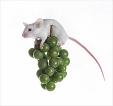 Small white mouse on the bunch of green grapes on a white background