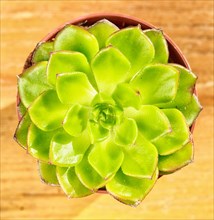 Beautiful little plant, succulent in a small flower pot. on the wooden background