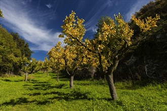 Apricot trees in autumn, agriculture, fruit, apricot, orchard, autumnal, foliage, tree, deciduous