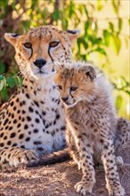 Cheetah (Acinonyx jubatus) mother with a cute cub resting in the shade on the savanna in africa,